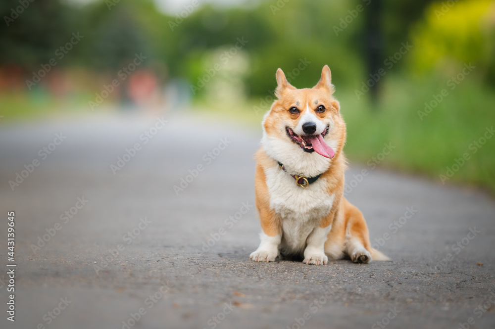Happy welsh corgi pembroke dog in a park