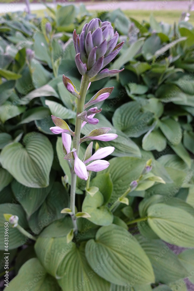 Hosta sieboldiana, Siebold's plantain lily, is a species of hosta ...