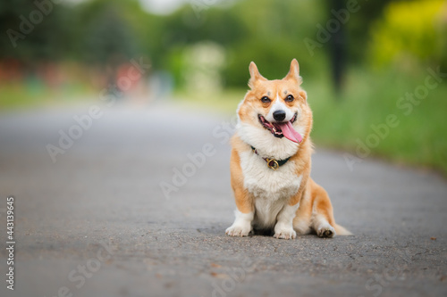 Happy welsh corgi pembroke dog in a park © Justyna