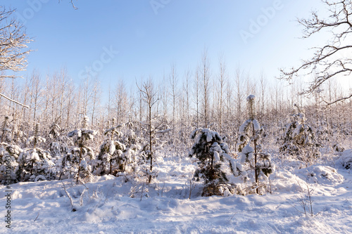 coniferous trees in the winter season