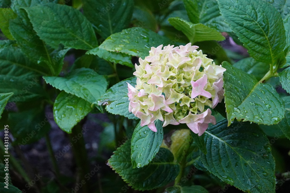 French hydrangea (Hydrangea macrophylla) is a deciduous or semi-evergreen shrub notable for its huge flower heads and preference for shade. French hydrangea (Hydrangea macrophylla) is a deciduous or semi-evergreen shrub notable for its huge flower heads and preference for shade.
