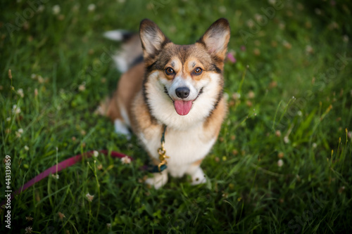 Happy welsh corgi pembroke dog in a park