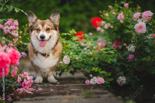 Konstfotografi Happy welsh corgi pembroke dog in a garden