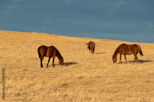 Grass Eaters Ridge  horses grazing on an open hillside. 