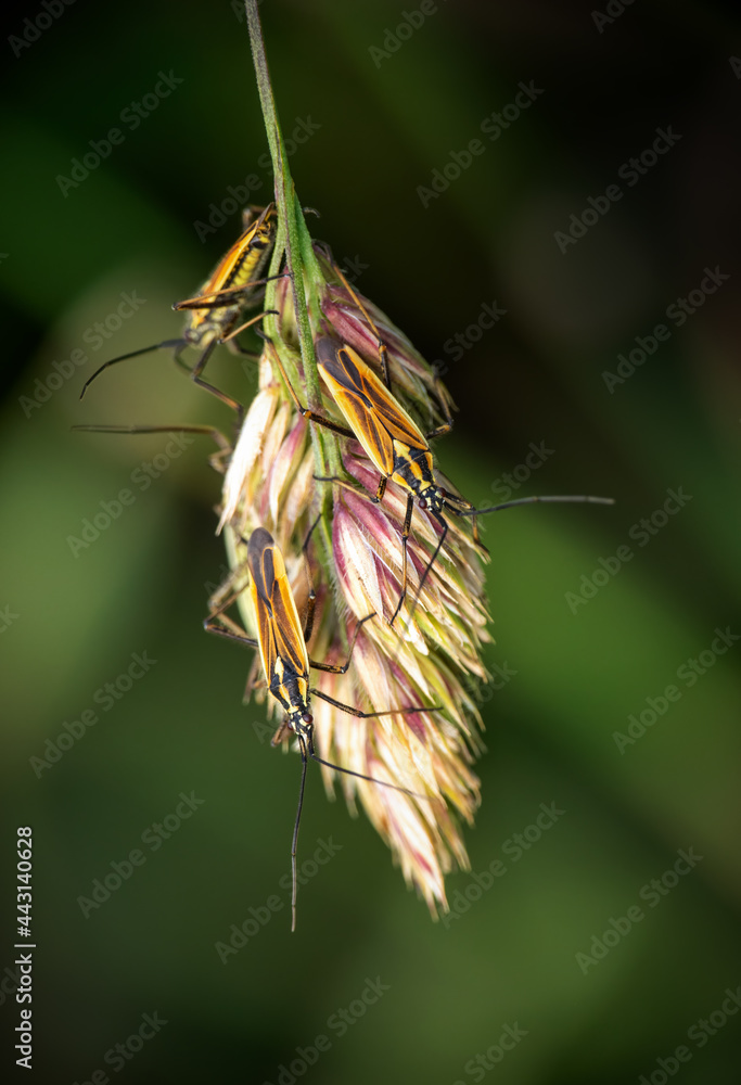Leptopterna dolabrata, aka Meadow plant bugs on grass seedhead. Miridae family. Leptopterna dolabrata, aka Meadow plant bugs on grass seedhead. Miridae family.