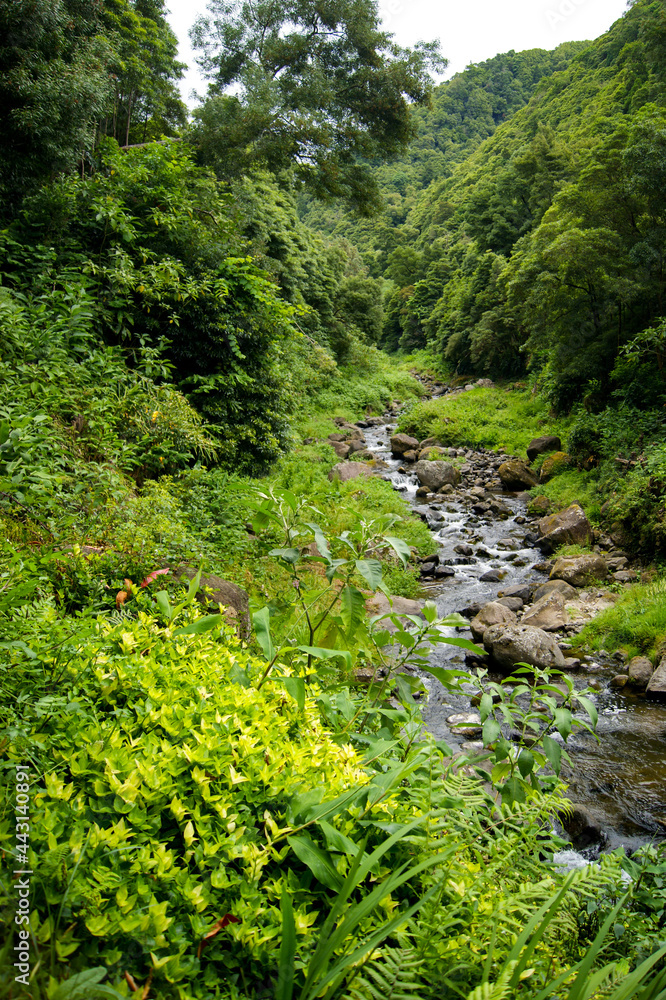 Exploring a jungle environment in Sao Miguel, Azores islands. Exploring a jungle environment in Sao Miguel, Azores islands.