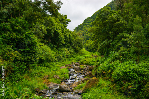 Exploring a jungle environment in Sao Miguel, Azores islands.