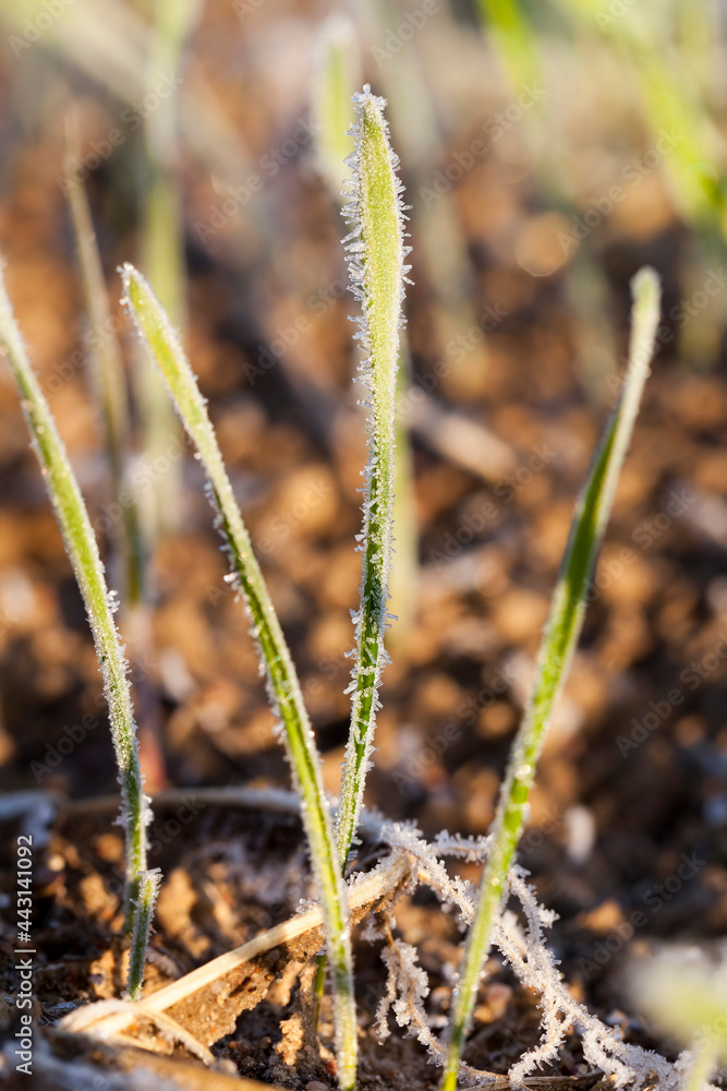 winter wheat covered with ice