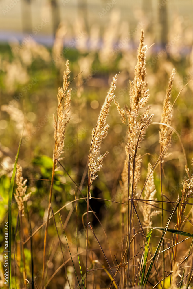 Fototapeta premium different plants during the autumn season