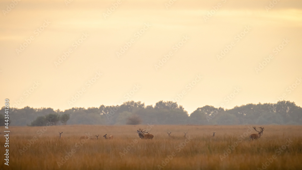Red deer cervus elaphus stag chasing does during rutting season