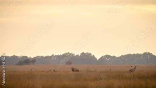 Red deer cervus elaphus stag chasing does during rutting season