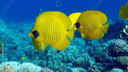 Butterfly fish.  Chaetodontidae. Masked Butterfly Fish - This butterfly fish grows up to 23 cm  is more common in pairs and sometimes in small schools.