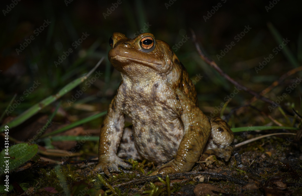 Fototapeta premium Männliche Erdkröte - male common toad
