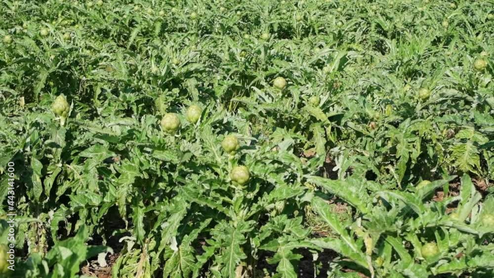 Organic Artichoke fields in picking season