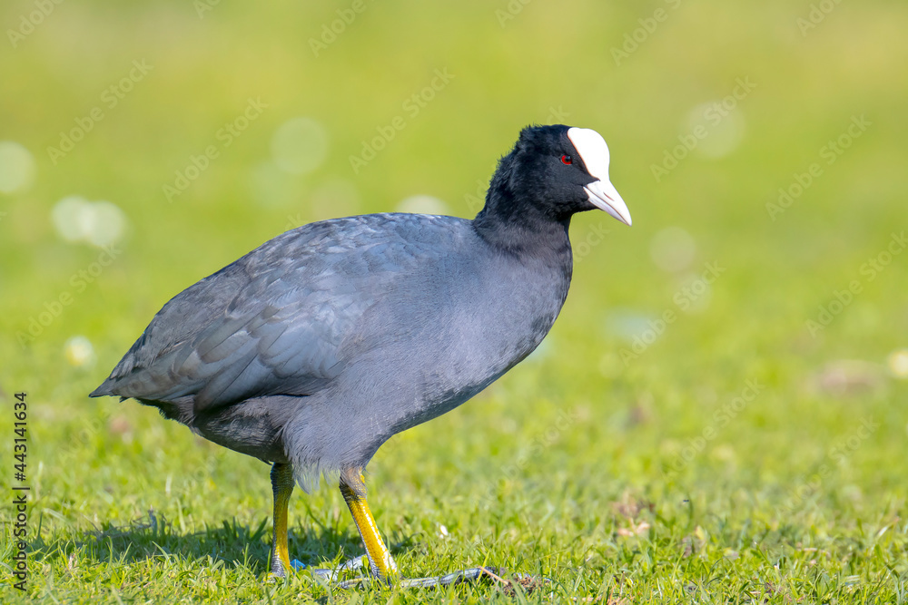Fototapeta premium Eurasian coot, Fulica atra walking a green field