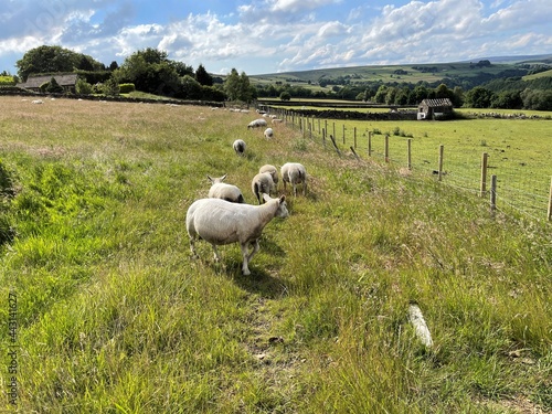 Fototapeta Naklejka Na Ścianę i Meble -  Rural scene, with grazing sheep, and hills in the distance in, Heptonstall, Yorkshire, UK