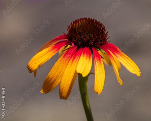 Canvas-taulu A colorful red and yellow coneflower (Echinacea)