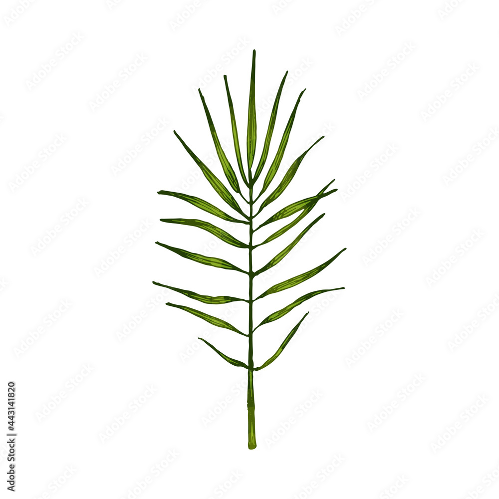 Fototapeta premium Chamaedorea green fresh leaf. Vintage vector hatching