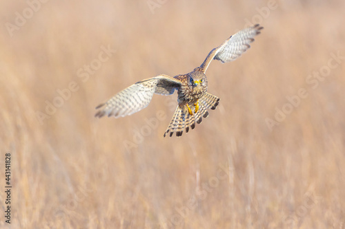 Kestrel falco tinnunculus female flying hunting
