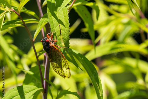 A single cicada from the brood x periodical cicadas rests on a plant in rural Virginia, USA in June, 2021