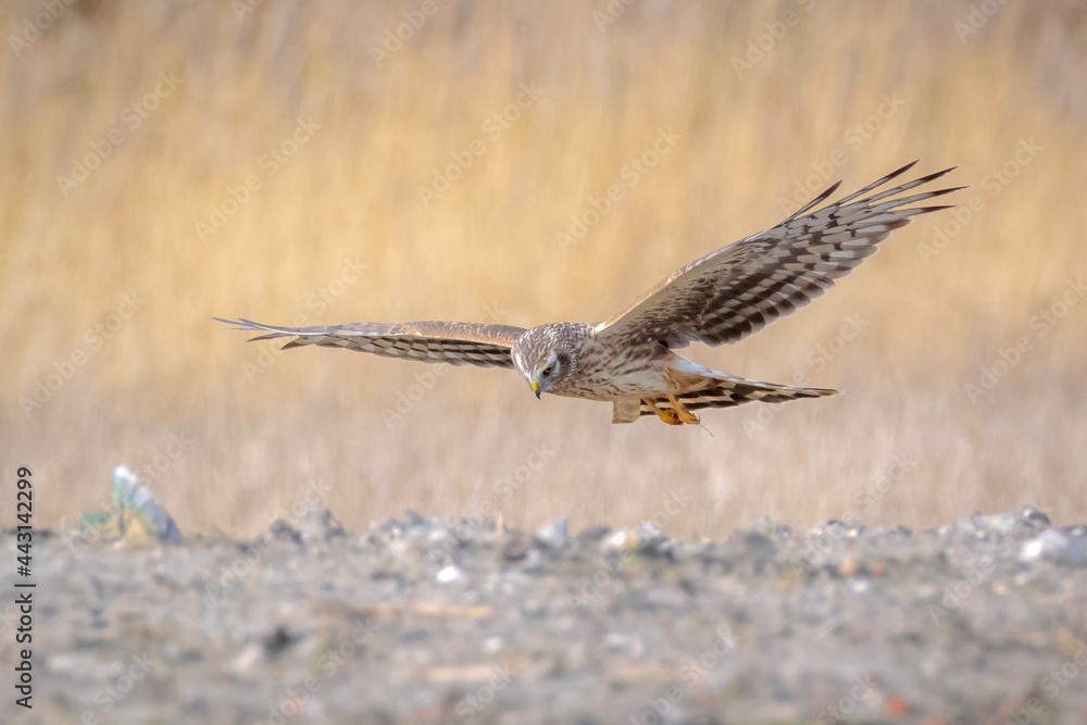 Hen harrier Circus cyaneus hunting Hen harrier Circus cyaneus hunting