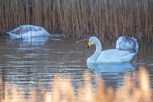 Closeup of a whooper swan, Cygnus cygnus, standing on ice photo