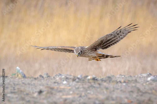 Hen harrier Circus cyaneus hunting