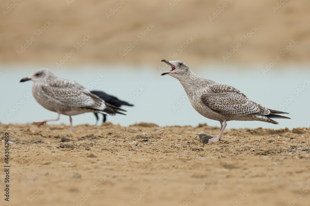Fototapeta premium European herring gull, Larus argentatus, foraging