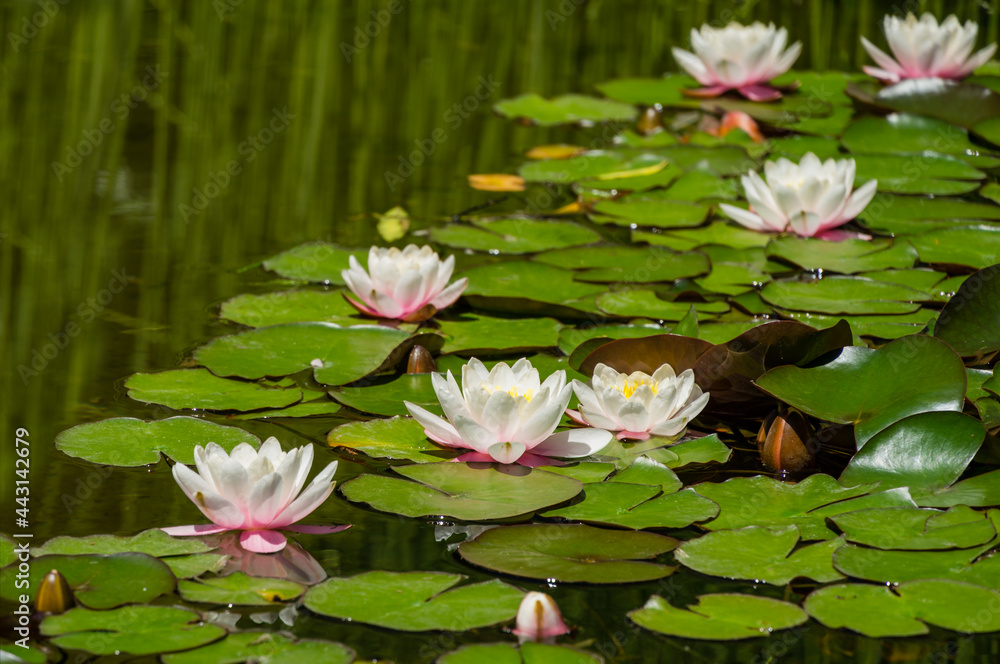 Light pink water lilies or lotus flowers in the beautiful pond Arboretum Park Southern Cultures in Sirius (Adler) Sochi. Nympheas on water background. Flower landscape for nature wallpaper Light pink water lilies or lotus flowers in the beautiful pond Arboretum Park Southern Cultures in Sirius (Adler) Sochi. Nympheas on water background. Flower landscape for nature wallpaper