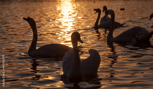 white Swan group