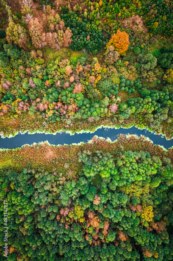 Autumn swamp and blooming algae. Aerial view of wildlife, Poland.