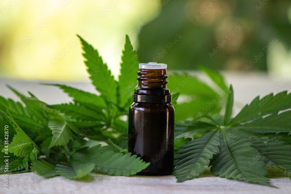 Cannabis herb and leaves for treatment broth, tincture, extract, oil Cannabis herb and leaves for treatment broth, tincture, extract, oil