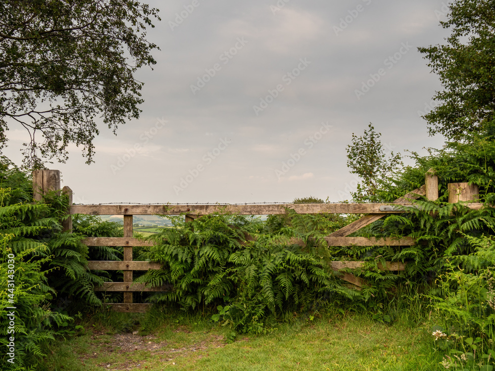 Wooden gate to field, Devon, UK. Rural scene with ferns, hedge and general greenery. Wooden gate to field, Devon, UK. Rural scene with ferns, hedge and general greenery.