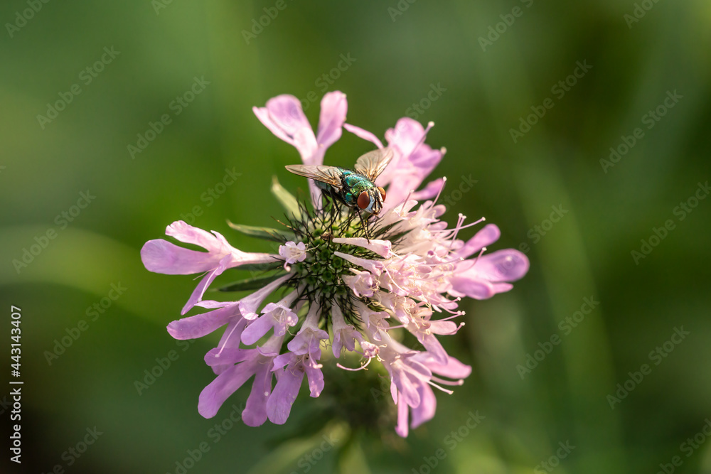 CLose-up of a green fly on a wildflower, Lucilia sericata CLose-up of a green fly on a wildflower, Lucilia sericata