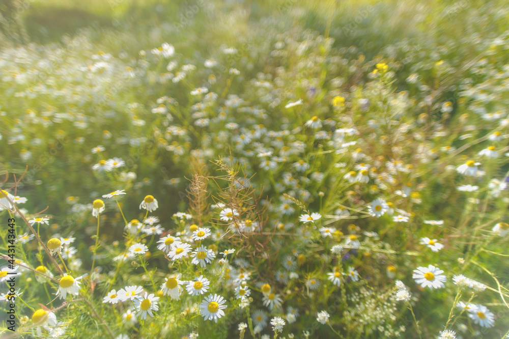 Beautiful blooming daisy field. Daisy flower background.