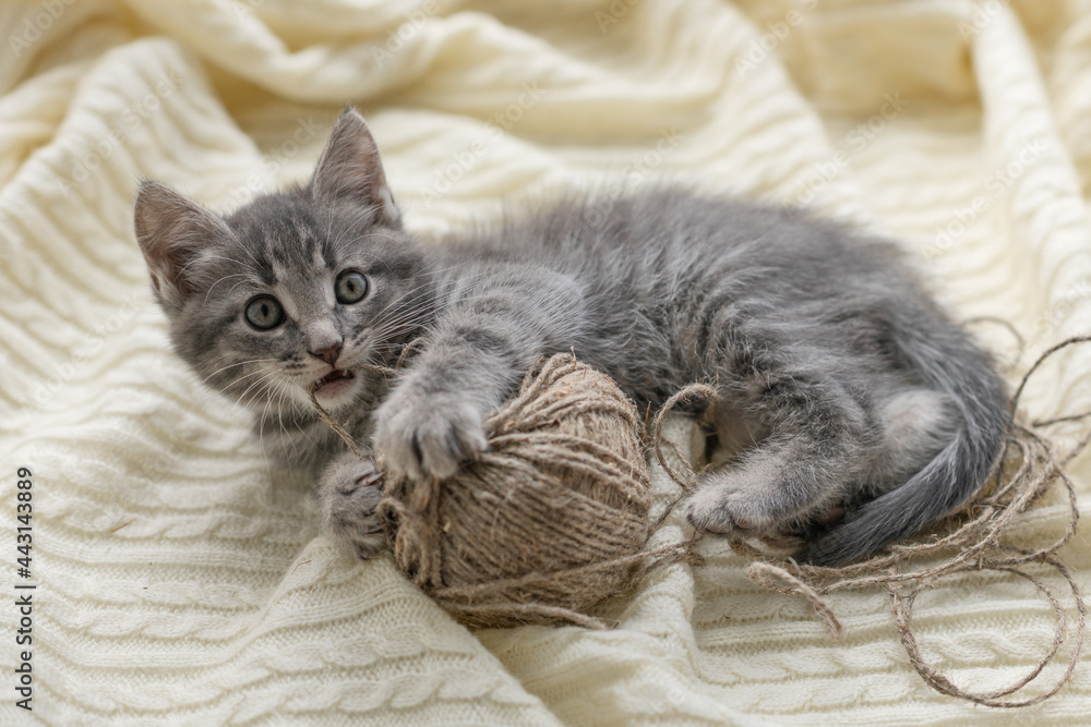 little cute gray cat kitten plays on a white plaid by the window. High quality photo