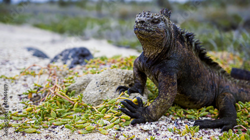 Marine Iguana Galapagos Islands  Ecuador