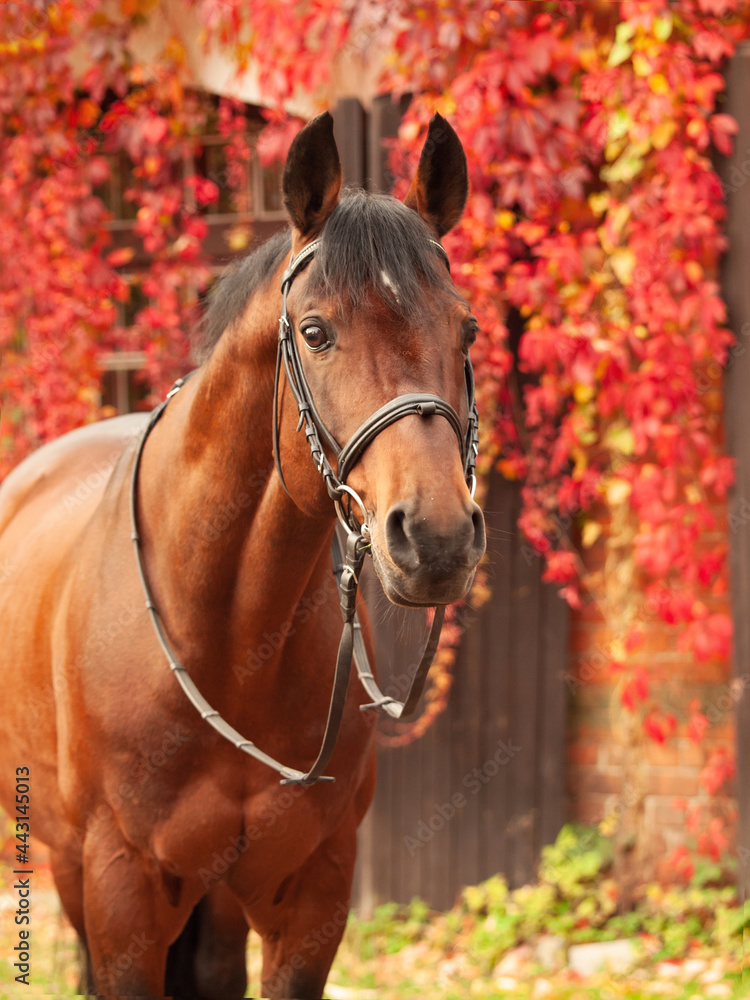Obraz premium portrait of beautiful bay Trakehner breed stallion posing against stable building with red leaves bush. autumn time