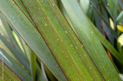 long green foliage with water drops. The background is a natural diagonal made of a wet stem.