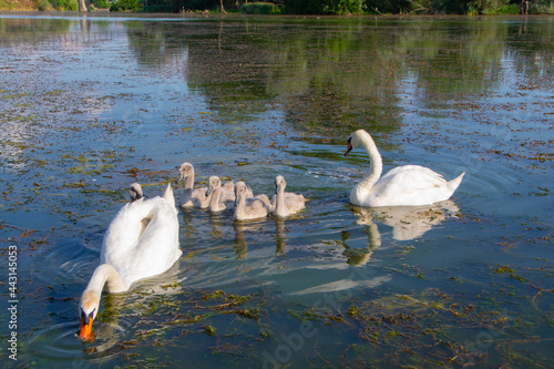 Swans with their young