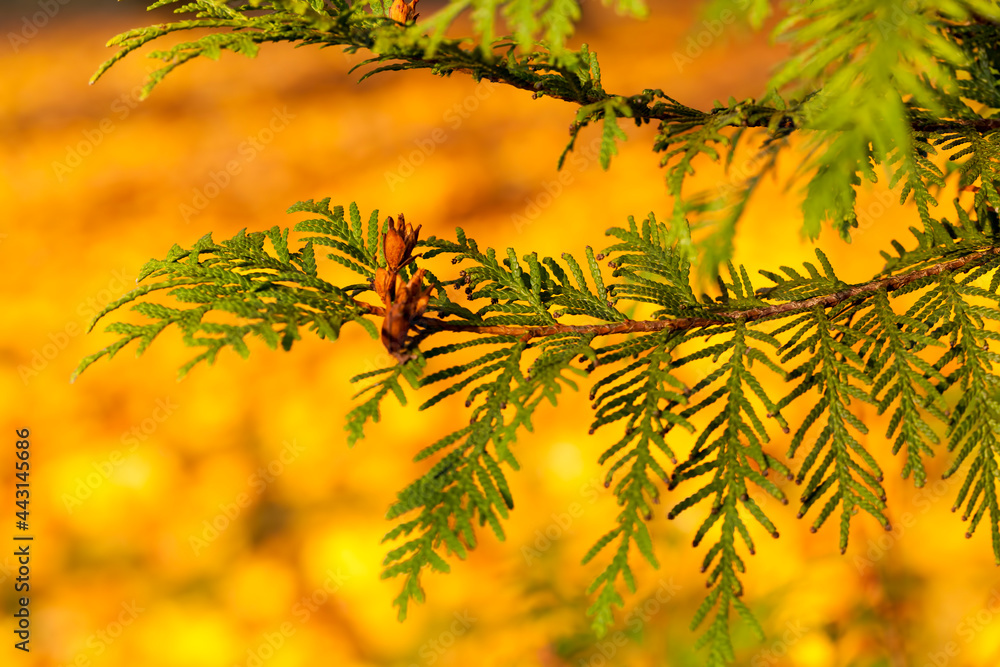 bright green fir branch against the background of yellowed maple bright green fir branch against the background of yellowed maple