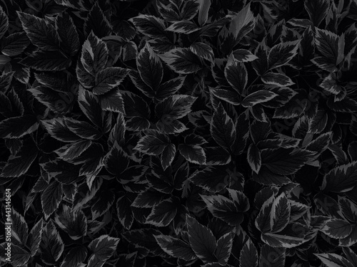 Background of leaves of the plant named Runny Variegated colored in black. Top view.