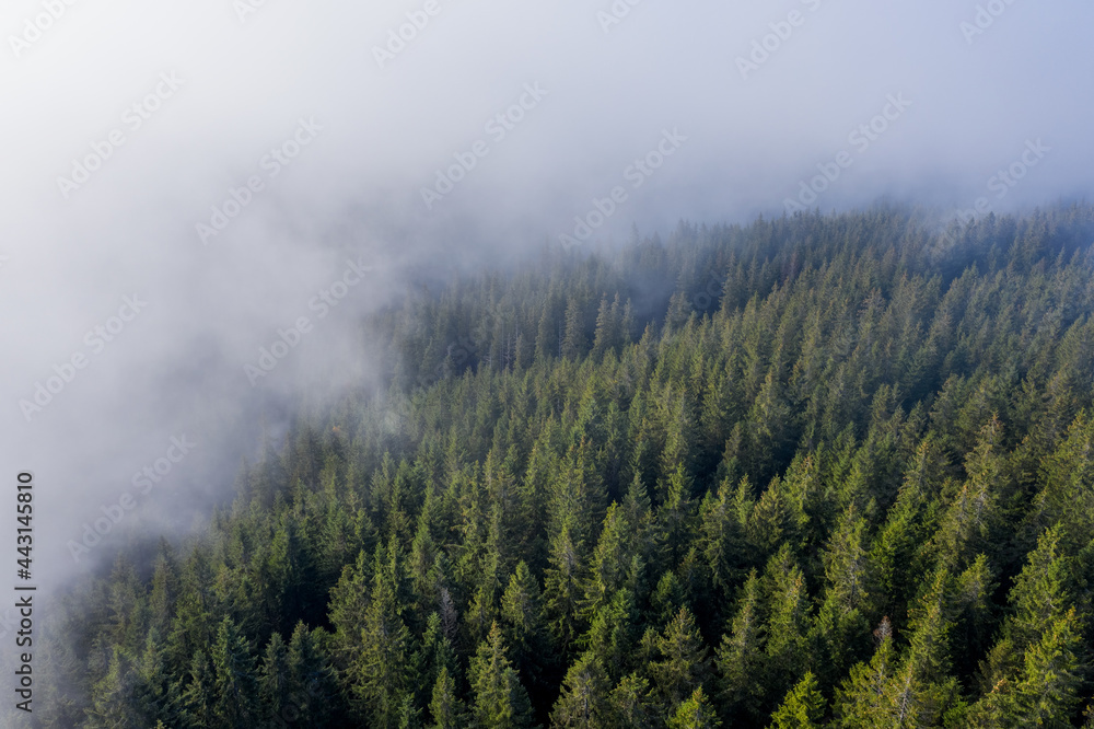 Aerial view of thick fog covering the forest in the mountains.