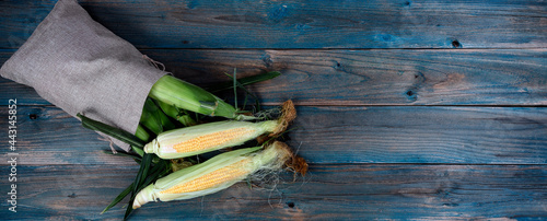 Freshly picked sweet corn spilling out of burlap bag onto blue vintage wooden table in flat lay format