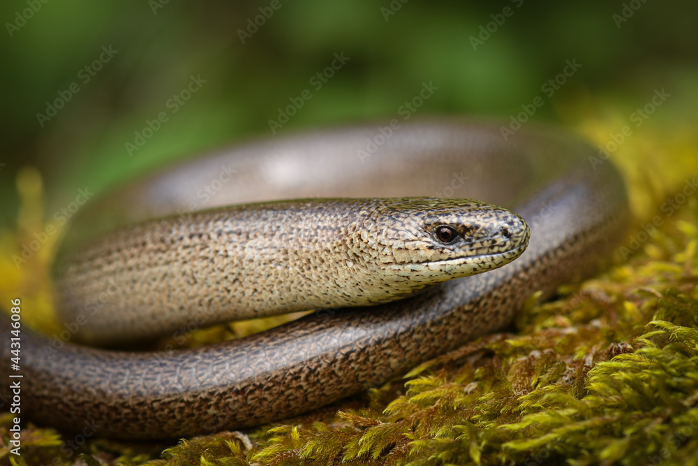 Männliche Blindschleiche - Anguis fragilis - Male slow worm Männliche Blindschleiche - Anguis fragilis - Male slow worm