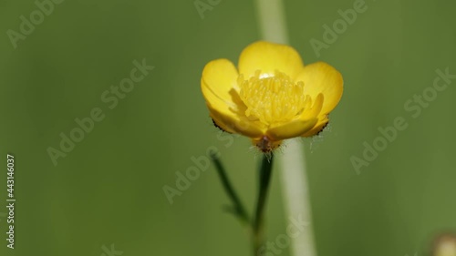 Yellow buttercup flowers called miyama kimpoge on a green meadow. Ranunculus repens l. Close up. photo