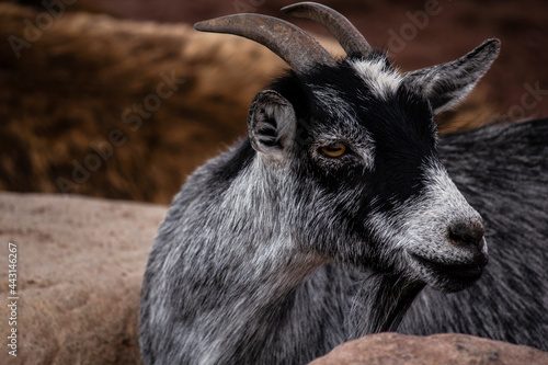 Cabra, animal, granja, mamífero,  cuernos
