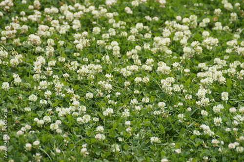 field of white flowers