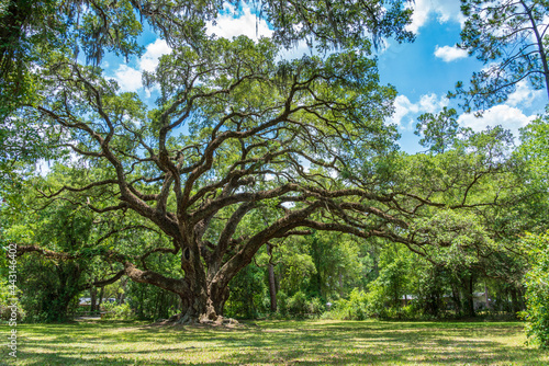 Large southern live oak tree (Quercus virginiana) estimated to be over 300 years old - Dade Battlefield Historic State Park, Bushnell, Florida, USA photo