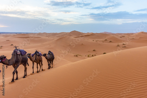 Beautiful landscape of the dunes of the Sahara Desert at dusk, Merzouga, morocco